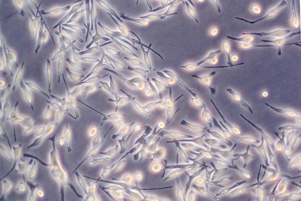 Кракен зеркало обслуживание домов