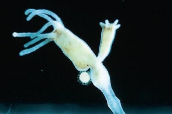 Аккаунты кракен аварийная служба