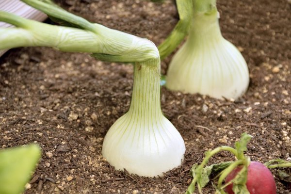 Кракен ссылка тор оплата ЖКХ