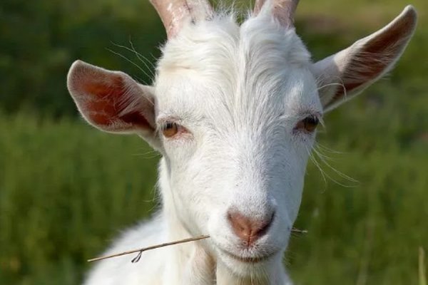 Krab6 cc управляющая компания