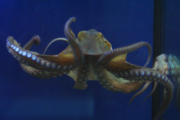 Зайти на кракен управление домами