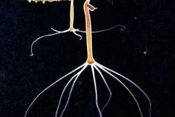 Krab4 cc капитальный ремонт