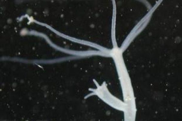 Вход kraken ремонт дома